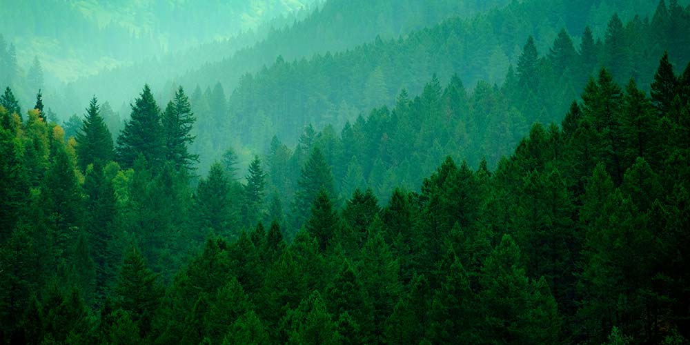 Lush green pine forest on mountain wilderness growth light in valley