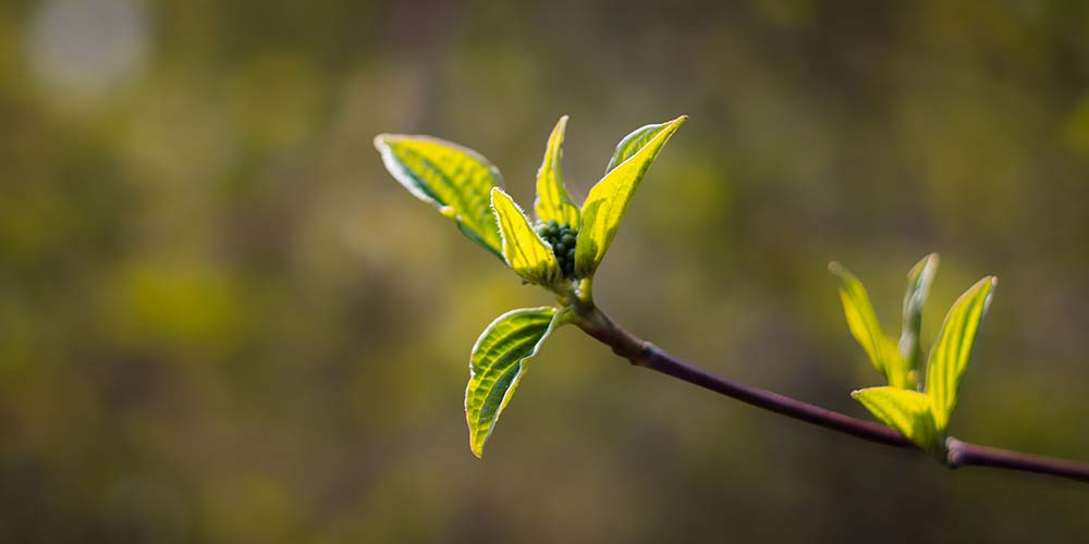 fresh green leaves on tree in early spring